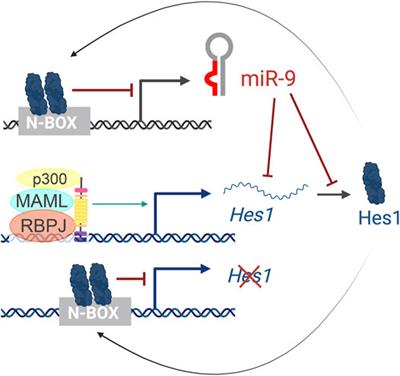 Oscillatory Behaviors of microRNA Networks: Emerging Roles in Retinal Development